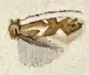 Phyllonorycter deceptusella