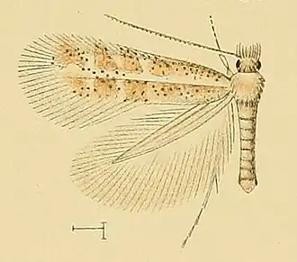 Phyllonorycter foliolosi