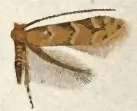 Phyllonorycter fragilella