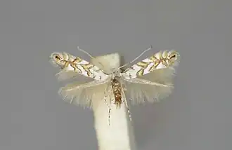 Gewone-esdoornvouwmot