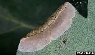 Gestreepte eikenvouwmot