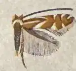 Phyllonorycter kearfottella