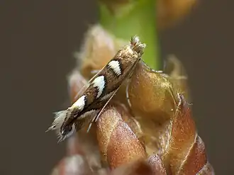 Gevlekte eikenvouwmot