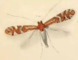 Phyllonorycter nigrescentella