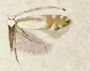 Phyllonorycter quercialbella