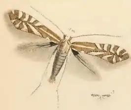 Marmara fasciella