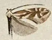 Phyllonorycter scudderella