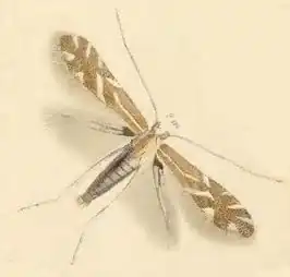 Phyllonorycter staintoniella