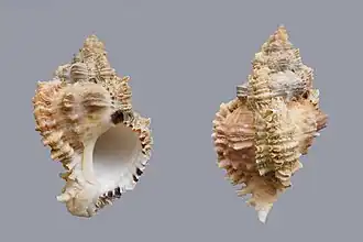 Phyllonotus margaritensis