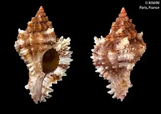 Phyllonotus oculatus