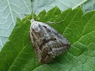 Phyllophila obliterata