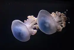 Phyllorhiza punctata, een schijfkwal uit de westelijke Stille Oceaan