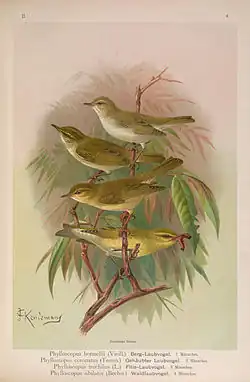 (1897), John Gerrard Keulemans