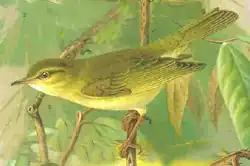 Fitis (Phylloscopus trochilus)