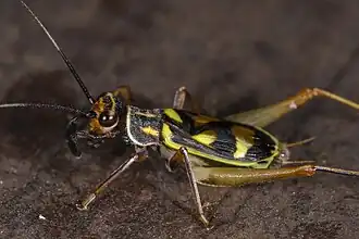 Phylloscyrtus amoenus