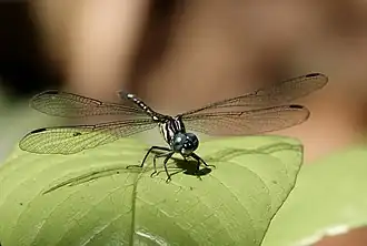 Phyllothemis