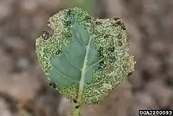 Aantasting van blad van broccoli
