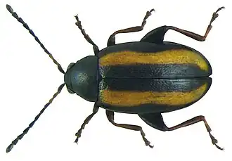 Grote gestreepte aardvlo