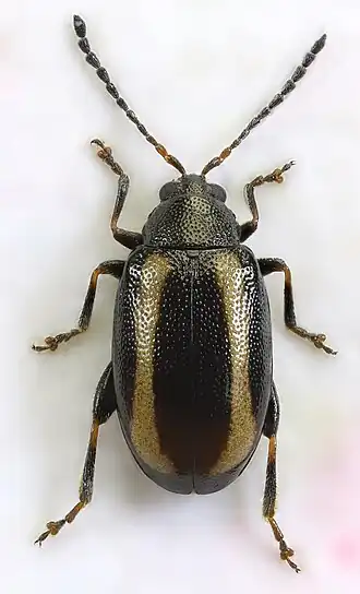 Kleine gestreepte aardvlo