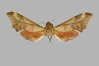 Phylloxiphia illustris