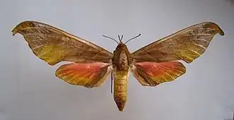 Phylloxiphia karschi