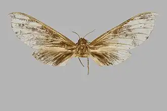 Phylloxiphia oberthueri