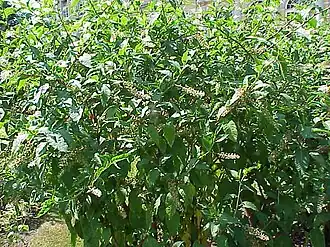 Westerse karmozijnbes