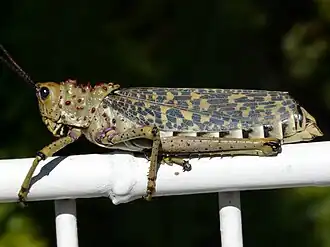 Phymateus morbillosus