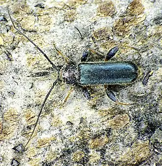 Poecilium lividum