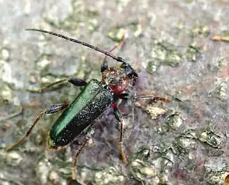 Veranderlijke boktor