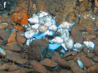 Bathymodiolus marisindicus