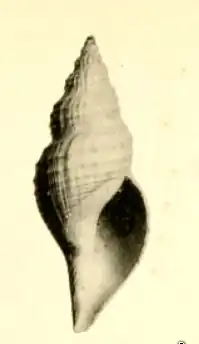Phymorhynchus chevreuxi