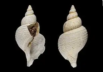 Phymorhynchus coseli