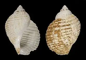 Phymorhynchus ovatus