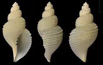 Phymorhynchus speciosus