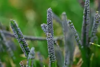 Physarum cinereum, grijs kalkkopje