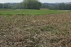 Associatie van gewoon knikkertjesmos