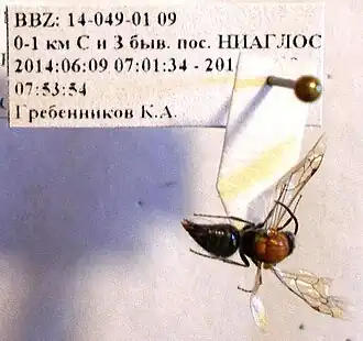 Physetopoda halensis