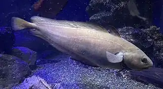 Physiculus japonicus