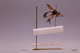 Physocephala chrysorrhoea