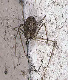 Physocyclus globosus