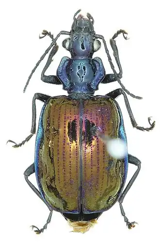 Physodera eschscholtzii