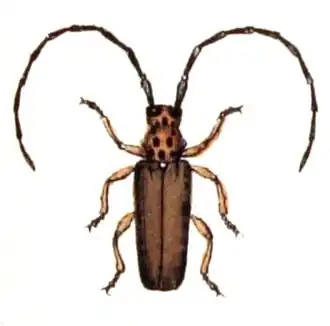 Phytoecia argus