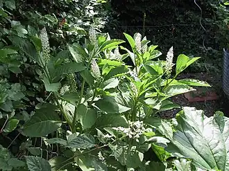 Oosterse karmozijnbes