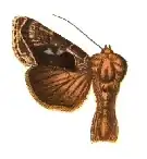Agrapha gammaloba