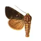 Argyrogramma verruca