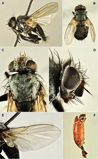 Phytomyptera nigrina