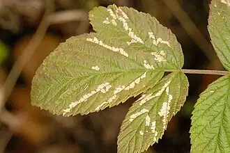 Phytomyza angelicastri