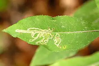 Phytomyza senecionis