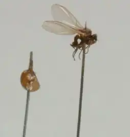 Phytomyza chaerophylli